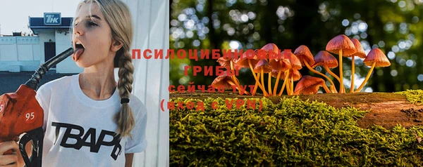 стаф Алзамай